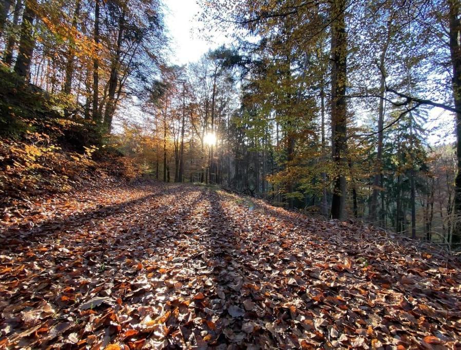 Jungpfalzstieg Rinnthal